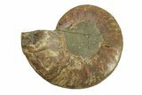 Cut & Polished Ammonite Fossil (Half) - Madagascar #270350-1